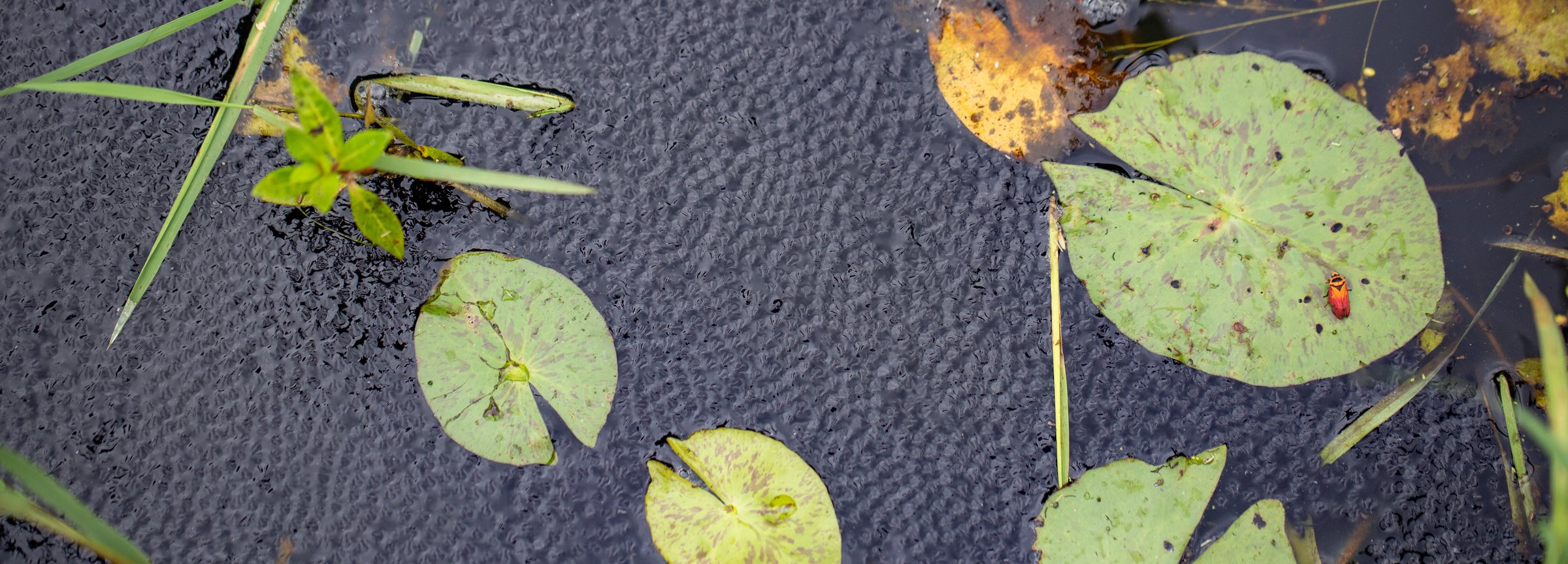 Schismaderma carens tadpoles massed at the surface of a pond